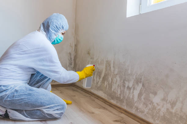 Licensed Commercial Mold Remediation service in Hainesport, NJ - Car Mold Remediation