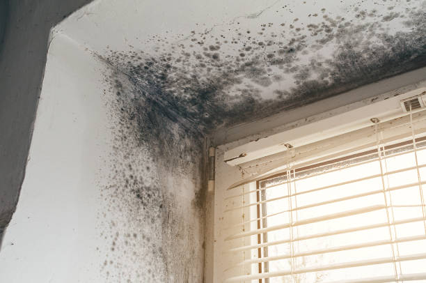 Affordable Commercial Mold Remediation solutions in Hainesport, NJ